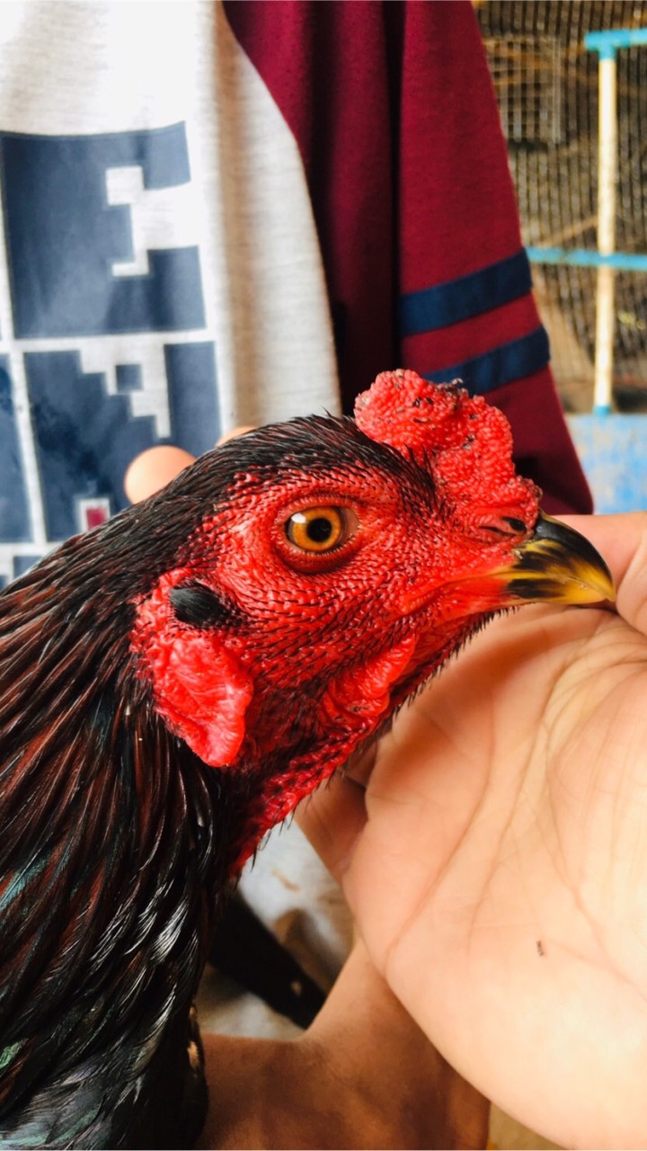 Korawit สายป่าก๋อย สายตีหลัง  ไก่ชน ขอนแก่น