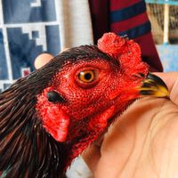 Korawit สายป่าก๋อย สายตีหลัง  ไก่ชน ขอนแก่น