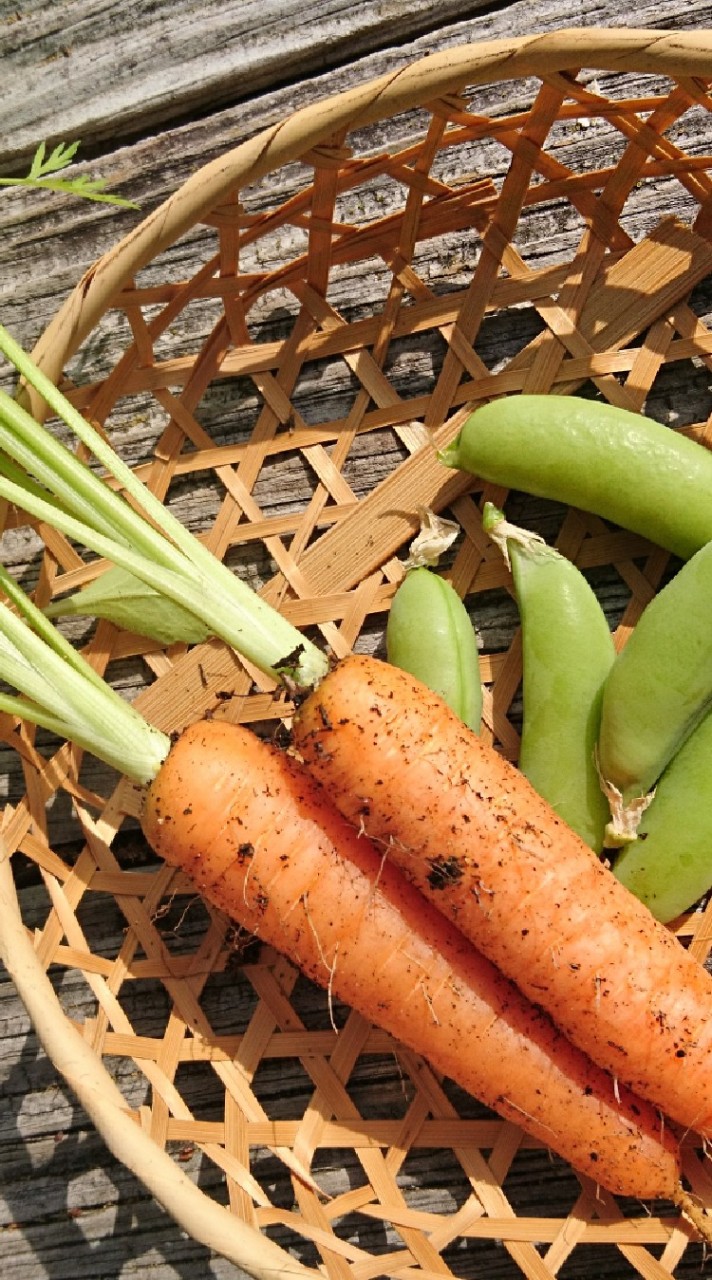 🌸さくら色の畑🥕末永けいさん応援チーム🥔