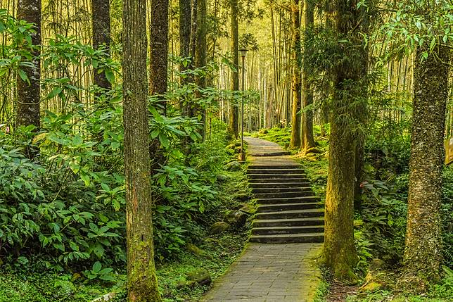 暑假避暑計畫 盤點全台森林登山步道 走到哪裡都是清新美景 自然涼