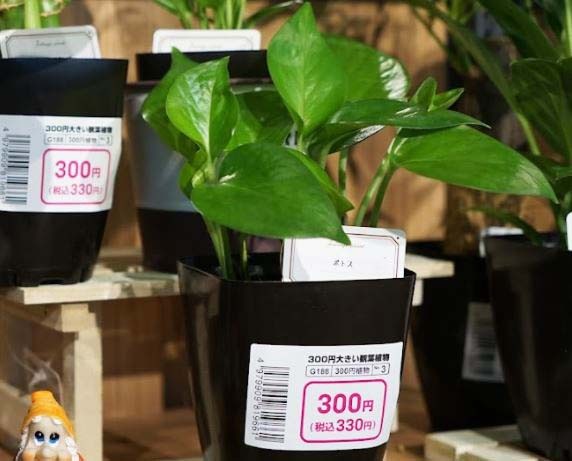 初心者におすすめ 100均 ダイソーの観葉植物の種類と育て方 ハルメク365