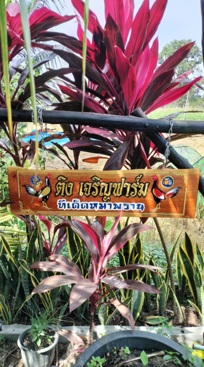 ติงเจริญฟาร์ม
