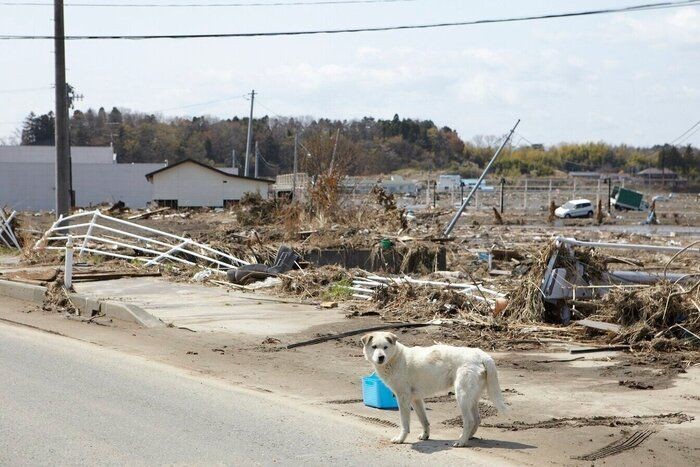 犬が挟まりたがるのはどうして かわいい画像集つきで解説