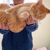 肥貓養成