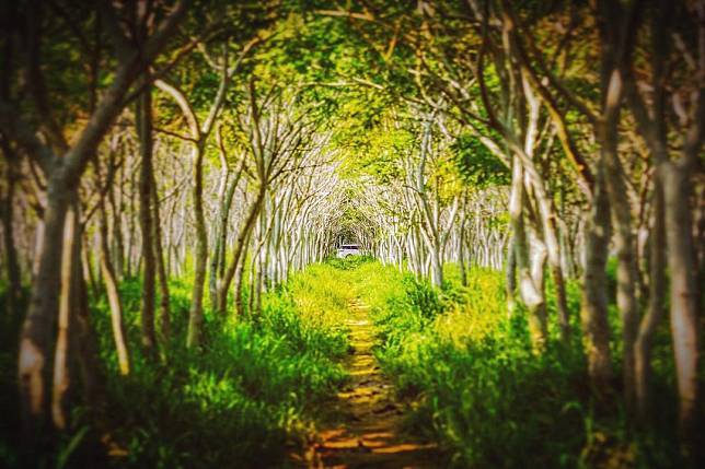 ▲台中后里無患子森林。（圖/IG @hans956）