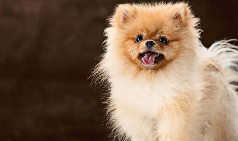 Mudah Untuk Pemula 9 Cara Merawat Anjing Pom Kecil Dan Dewasa Pintarpet Line Today