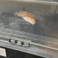 幼體守宮販售