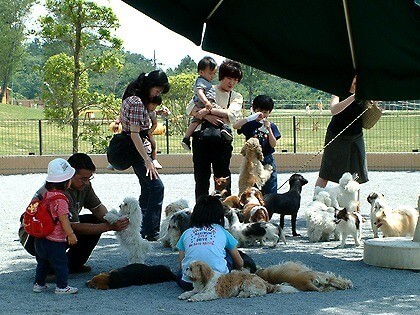 関東近郊の犬とふれあえる施設8選 動物園 テーマパーク併設も いこーよ