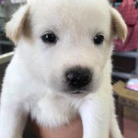 2🐕社團法人愛狗人協會認養人社群（狗）