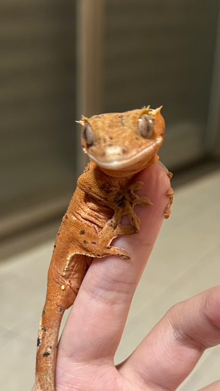 J競標群