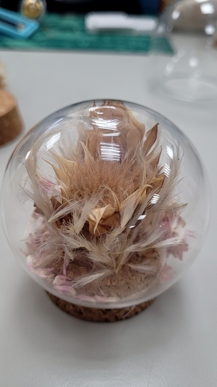 永生/乾燥花～交流區  館主藍天高