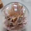 永生/乾燥花～交流區  館主藍天高