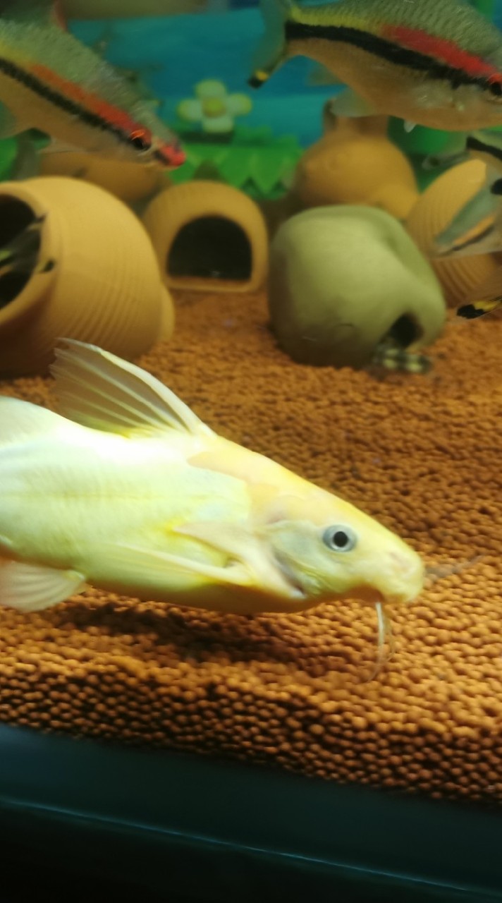 怪鯰 大 小型珍怪鯰 魚類水族 討論交流