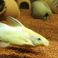 怪鯰 大 小型珍怪鯰 魚類水族 討論交流
