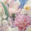 虹桃緩也  ___貴方へこの花をプレゼント、¿