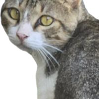 胖咪協尋