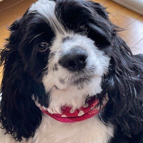 大きな垂れ耳がかわいい スパニエル 系の4犬種をご紹介 いぬのきもちnews