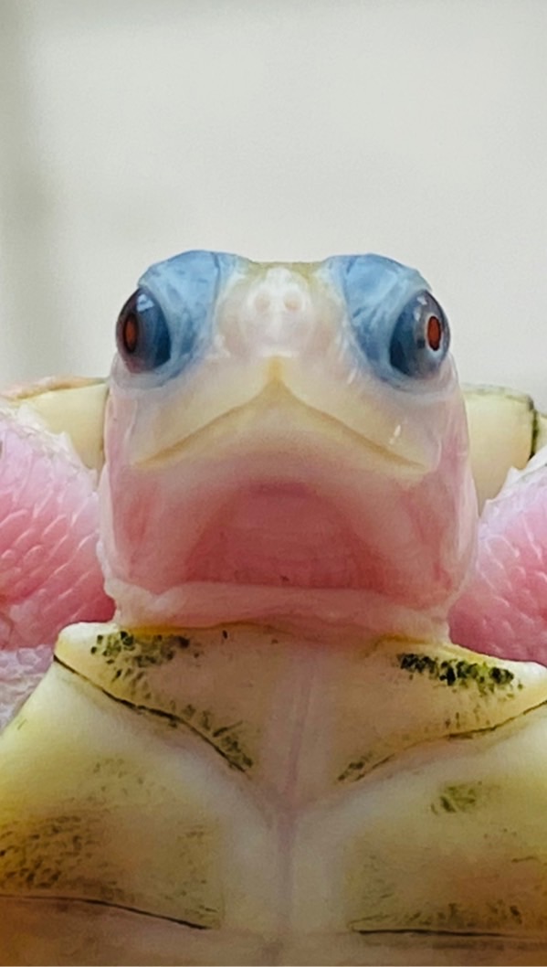 水🐢陸🐢交流討論買賣一手資訊
