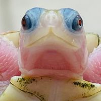 水🐢陸🐢交流討論買賣一手資訊