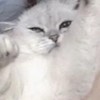 🌷高一女子による成績・モチベUPがち勉強会🌷