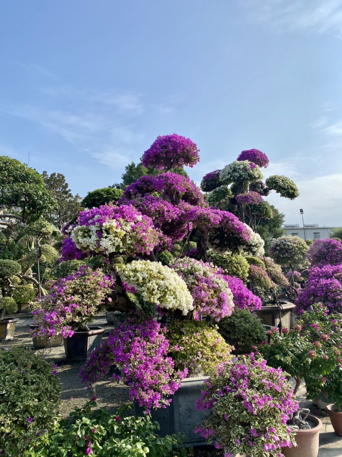 田尾輝豐（九重葛村）(圖片提供/彰化觀光局參山風管處徐秀芳提供)