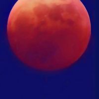 ブラッドムーン🌕月利300%超え FX 自動売買 検証 稼働 EA無料配布