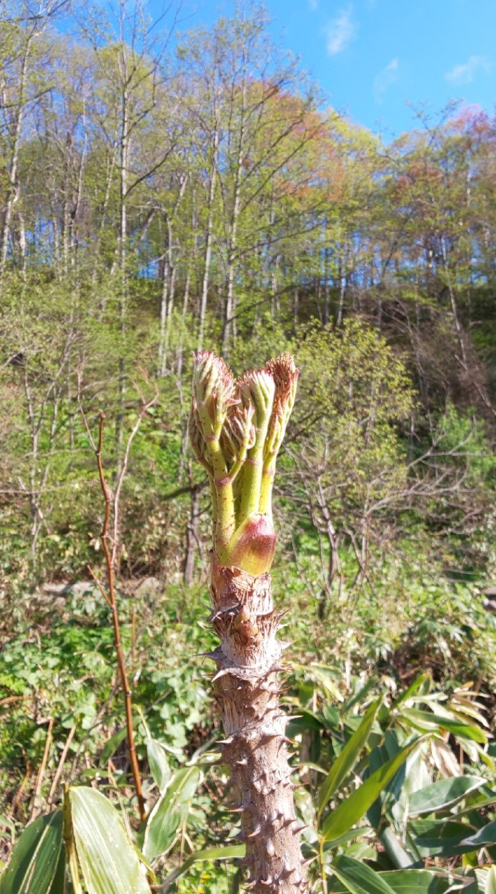 山菜採り