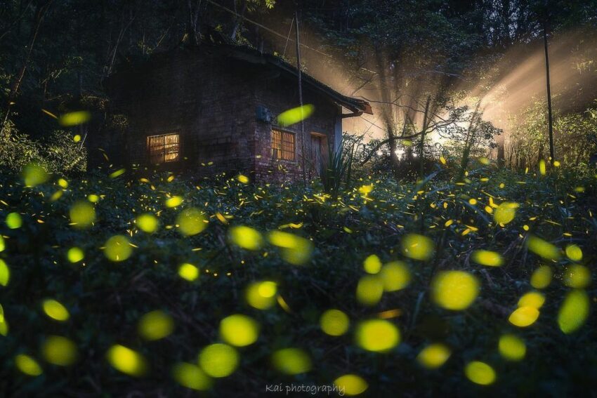 2021螢火蟲季 蓮華池研究中心