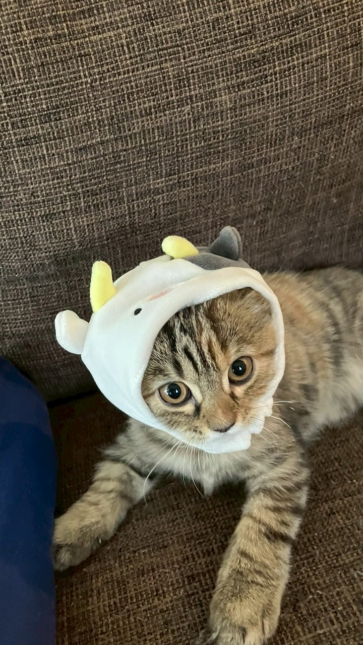 猫大好きYouTubeさん集まれ✨