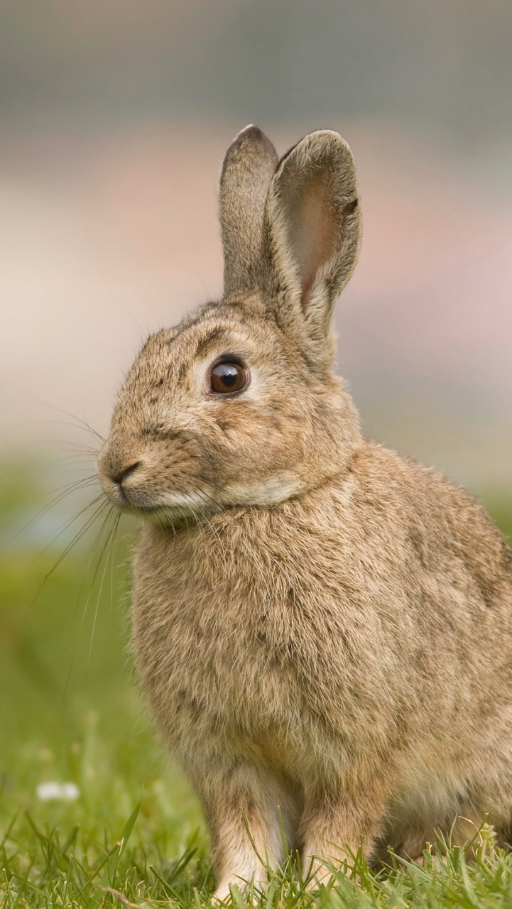 บ้านคนรักกระต่าย (Rabbit Lover’s House)