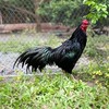 กลุ่ม{โชว์} ไก่ชนใต้ เพชรสุราษฎร์ฟาร์ม