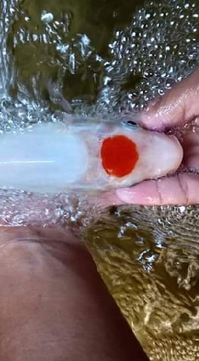 KTK.KOI.FARM.