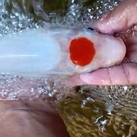 KTK.KOI.FARM.