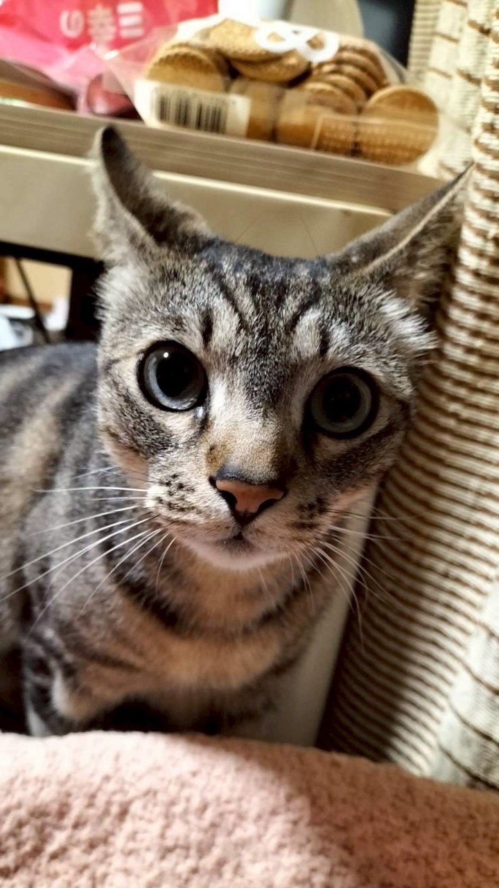 猫大好き❤大集合