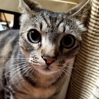 猫大好き❤大集合
