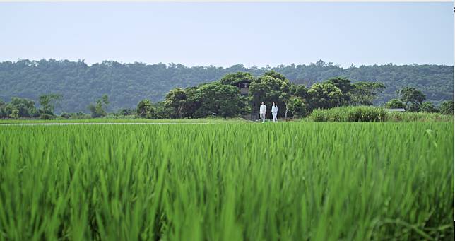 「大溪順時埔」綠油油的稻田美景(圖/LINE TV)