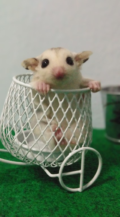 สัตว์เลี้ยงน่ารัก