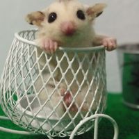 สัตว์เลี้ยงน่ารัก