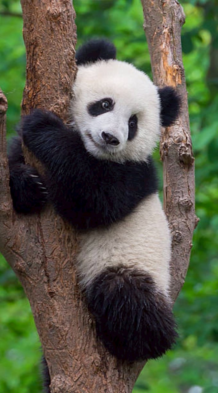 熊貓雨林🐼
