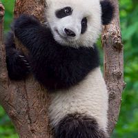 熊貓雨林🐼