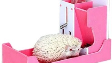 養刺蝟新手懶人包！必收藏刺蝟飼養知識