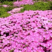 来年久住ミヤマキリシマ九州遠征