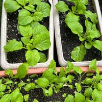 わくわくミニ菜園🌱