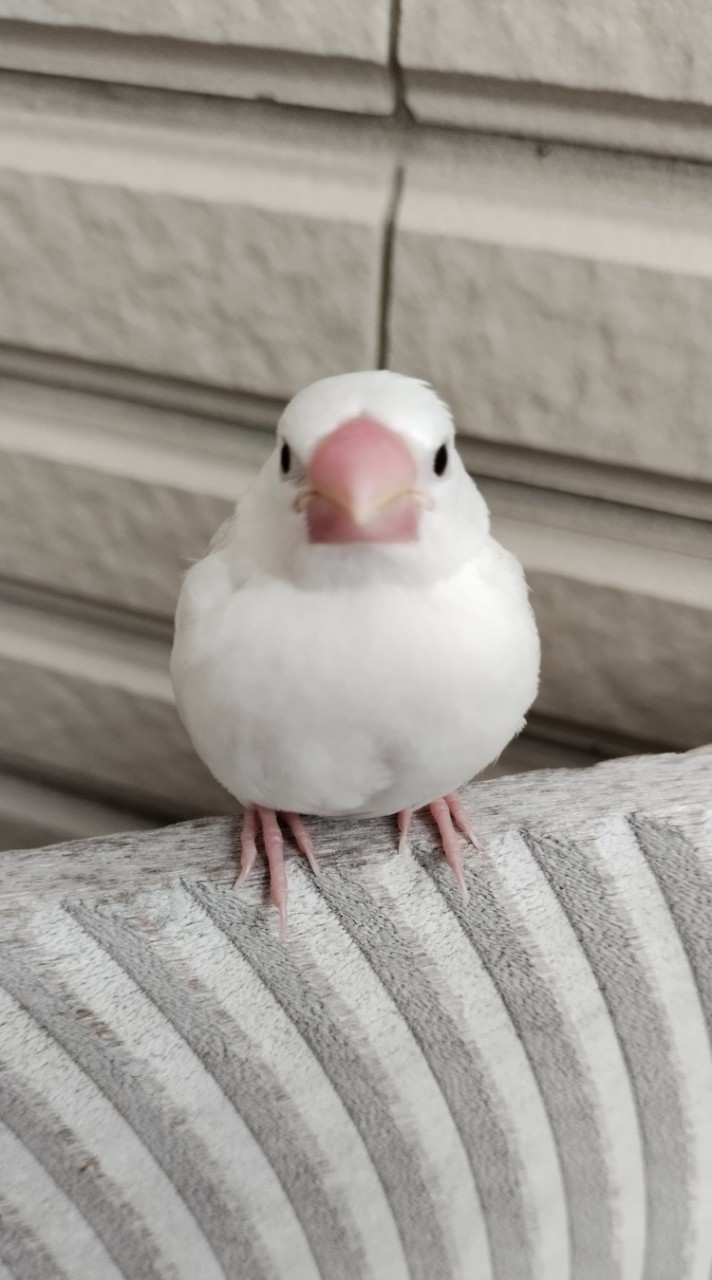 鳥類住宿 借宿 鳥旅館