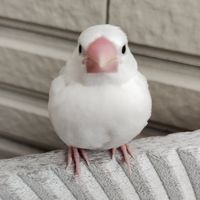 鳥類住宿 借宿 鳥旅館