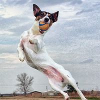 ペットの写真館🐕🐩🐈