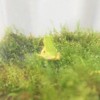 山口県住みの生き物同好会