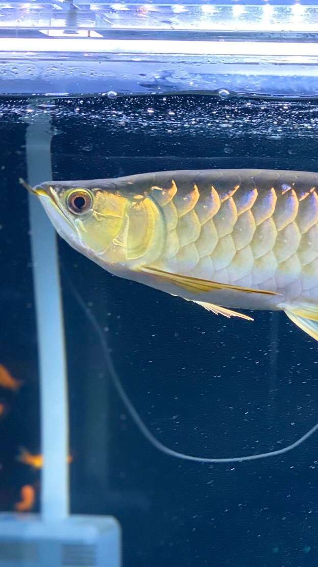 熱帯魚 ファングループ