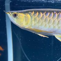 熱帯魚 ファングループ