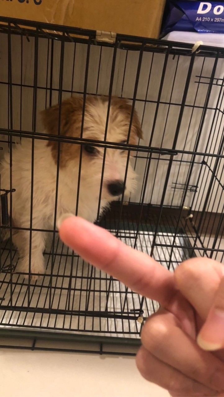 失落孩童收容所💔